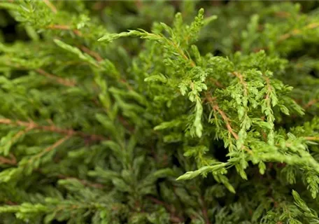 Juniperus com.'Repanda' - Kriechender Wacholder