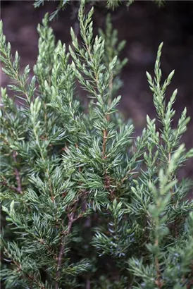 Kriechender Wacholder - Juniperus com.'Repanda'