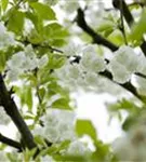 Vogelkirsche - Prunus avium 'Plena'