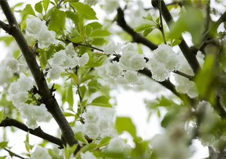 Prunus avium 'Plena' - Vogelkirsche