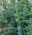 Wacholder 'Sentinel' - Juniperus com.'Sentinel'