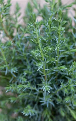 Juniperus com.'Sentinel'