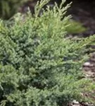 Teppichwacholder 'Andorra Compact' - Juniperus horizontalis 'Andorra Compact'