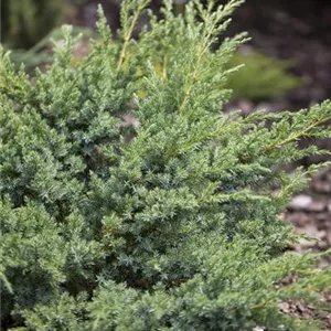 Juniperus horizontalis &#39;Andorra Compact&#39;