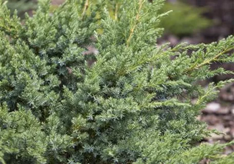 Juniperus horizontalis 'Andorra Compact' - Teppichwacholder 'Andorra Compact'