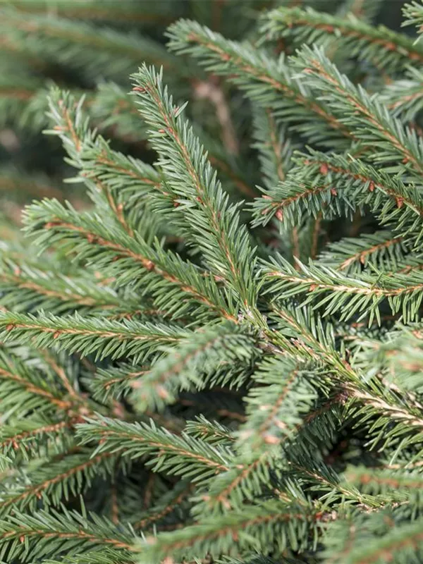 Picea abies 'Nidiformis', Nestfichte 'Nidiformis' Semper Verde