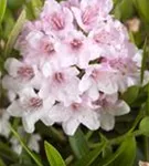 Rhododendron 'Bloombux' - Rhododendron micranthum 'Bloombux'