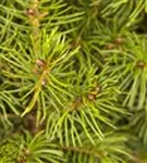Zuckerhutfichte - Picea glauca 'Conica'