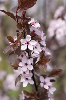 Blutpflaume - Prunus cerasifera 'Nigra' CAC - Formgehölze