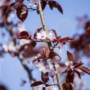 Prunus cerasifera &#39;Nigra&#39; CAC - Formgeh&#246;lze