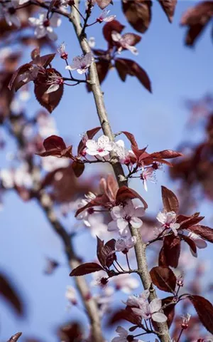 Prunus cerasifera 'Nigra' CAC - Wildgehölze