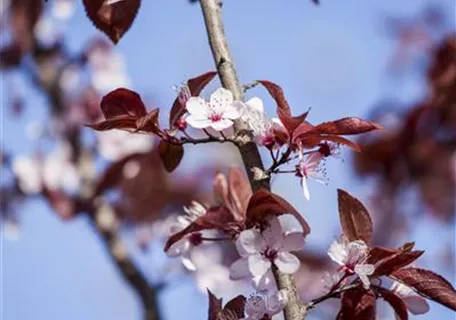 Prunus cerasifera 'Nigra' CAC - Formgehölze - Blutpflaume