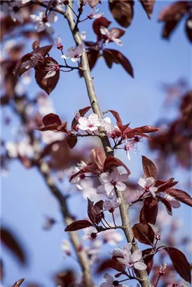 Blutpflaume 'Nigra' - Prunus cerasifera 'Nigra' CAC - Wildgehölze