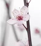 Blutpflaume - Prunus cerasifera 'Nigra' CAC - Formgehölze