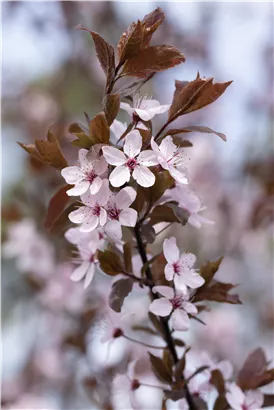 Blutpflaume - Prunus cerasifera 'Nigra' CAC - Baum