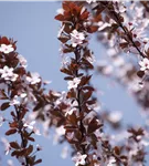 Blutpflaume 'Nigra' - Prunus cerasifera 'Nigra' CAC - Wildgehölze