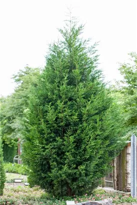 Leyland-Zypresse - Cupressocyparis leylandii - Heckenpflanzen