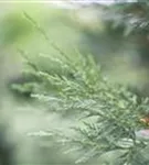 Leyland-Zypresse - Cupressocyparis leylandii - Mediterranes