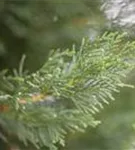 Leyland-Zypresse - Cupressocyparis leylandii - Formgehölze