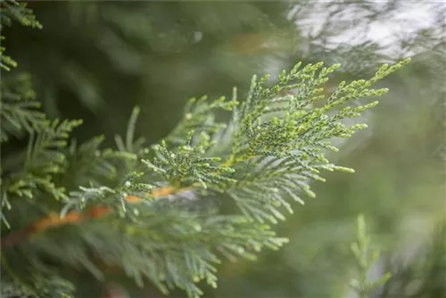Leyland-Zypresse - Cupressocyparis leylandii - Heckenpflanzen