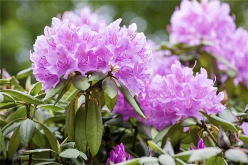Rhododendron-Hybride 'Catawb.Grandiflorum' - Rhododendron Hybr.'Catawb. Grandiflorum' I