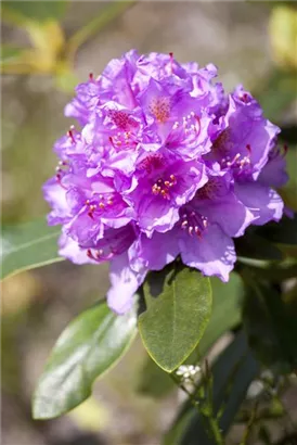 Rhododendron-Hybride 'Catawb.Grandiflorum' - Rhododendron Hybr.'Catawb. Grandiflorum' I