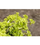 Fächerblattbaum - Ginkgo biloba - Formgehölze