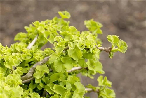 Fächerblattbaum - Ginkgo biloba - Mediterranes