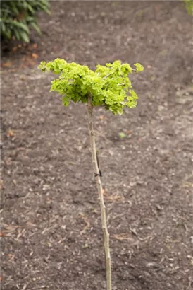 Fächerblattbaum - Ginkgo biloba - Baum