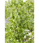 Fächerblattbaum - Ginkgo biloba - Mediterranes