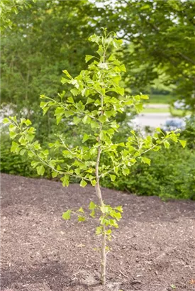 Fächerblattbaum - Ginkgo biloba - Baum