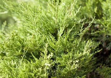 Juniperus media 'Mint Julep' - Strauchwacholder 'Mint Julep'