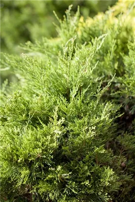Strauchwacholder 'Mint Julep' - Juniperus media 'Mint Julep'