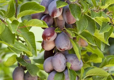 Prunus dom.'Hauszwetsche' CAC - Zwetsche 'Hauszwetsche' mittelspät