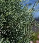 Säulen-Arizona-Zypresse - Cupressus arizonica 'Fastigiata'