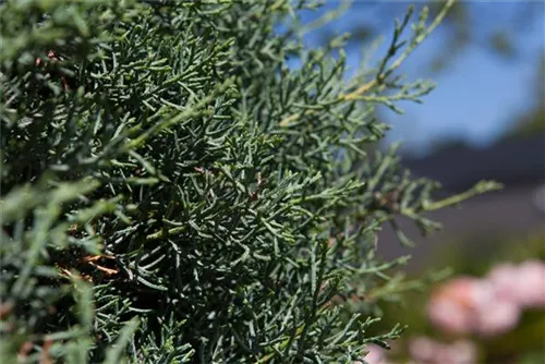 Säulen-Arizona-Zypresse - Cupressus arizonica 'Fastigiata'