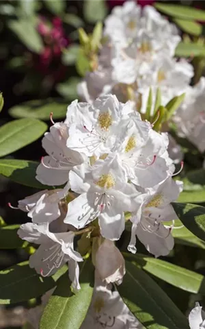 Rhododendron Hybr.'Catawbiense Album' II