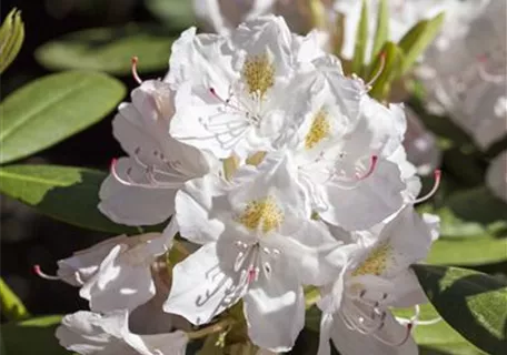Rhododendron Hybr.'Catawbiense Album' II - Rhododendron-Hybride 'Catawbiense Album'