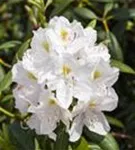 Rhododendron-Hybride 'Catawbiense Album' - Rhododendron Hybr.'Catawbiense Album' II