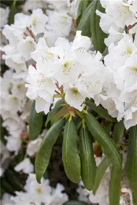 Rhododendron-Hybride 'Catawbiense Album' - Rhododendron Hybr.'Catawbiense Album' II