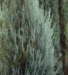 Raketen-Wacholder - Juniperus scopulorum 'Skyrocket'