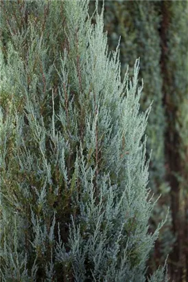 Raketen-Wacholder - Juniperus scopulorum 'Skyrocket'