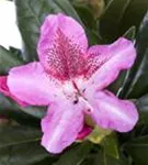 Rhododendron-Hybride 'Cosmopolitan' - Rhododendron Hybr.'Cosmopolitan' III
