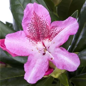 Rhododendron Hybr.&#39;Cosmopolitan&#39; III