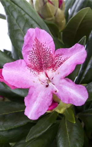 Rhododendron Hybr.'Cosmopolitan' III