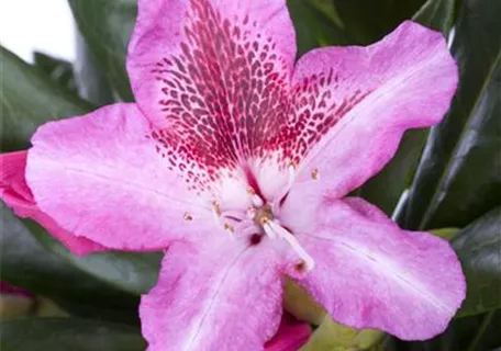 Rhododendron Hybr.'Cosmopolitan' III - Rhododendron-Hybride 'Cosmopolitan'
