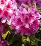 Rhododendron-Hybride 'Cosmopolitan' - Rhododendron Hybr.'Cosmopolitan' III