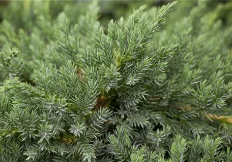 Juniperus squamata 'Blue Carpet' - Nadeln - Koniferen - Bodenwacholder 'Blue Carpet'
