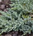 Bodenwacholder 'Blue Carpet' - Juniperus squamata 'Blue Carpet' - Nadeln - Koniferen