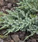 Bodenwacholder 'Blue Carpet' - Juniperus squamata 'Blue Carpet' - Nadeln - Koniferen